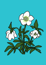 Christmas  rose Theme