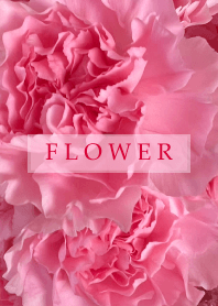 Carnation Flower.3