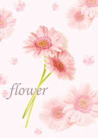 Gerbera wrapped in gentle happiness8.