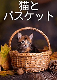 バスケットと猫