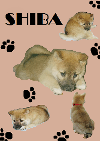 Shiba Inu from Hokkaido