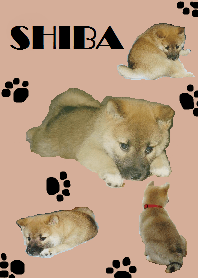 北海道の柴犬さん