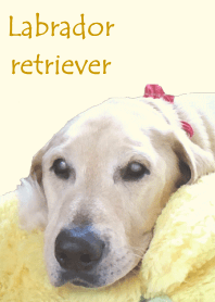 Labrador retriever dog photo theme