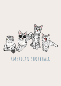 american shorthair1 - light cream