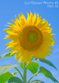 Sunflower Photo #1-13 NotAI