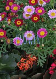 plant flower
