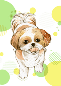 Shih Tzu by Ystudio