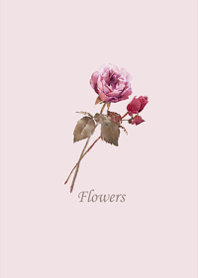 Classical Rose.1.