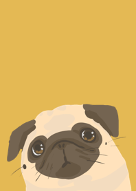 Pug dog brown