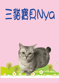 三貓寶貝Nya