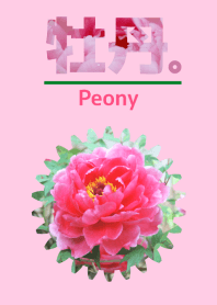 Flower of a peony