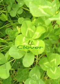 4 Clover