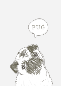 Pug dog