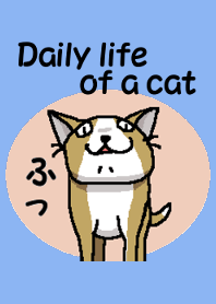 Daily life of a cat