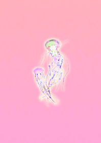 Mysterious jellyfish pink red