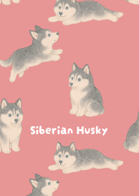 Round Siberian Husky2 on light pink