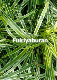 Fuiriyaburan-フイリヤブラン