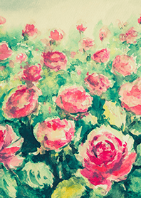 Beautiful rose flower(R4366)