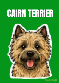 Cute Cairn Terrie