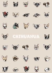 chihuahua2 / almond