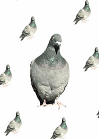 Pigeons everywhere16