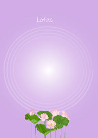 August's birth flower,Lotus