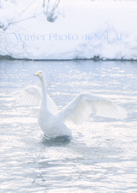 Winter Photo #16-6 Not AI