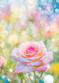 Beautiful rose flower(R2851)