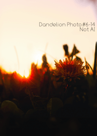 Dandelion Photo #6-14 Not AI