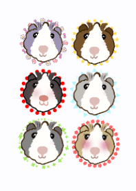 guinea pig