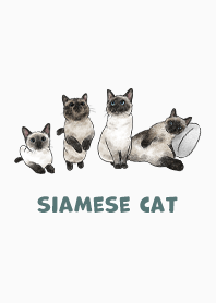 siamesecats3 / white
