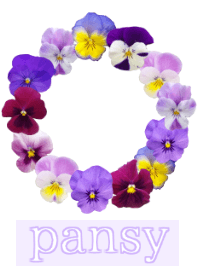 Theme of flowers 1.pansy