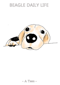 Beagle Daily Life 2 - A Tsau