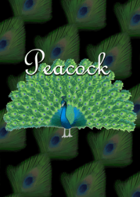 Beautiful peacock