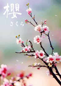 일본의 매우 아름다운 벚꽃(다채로운 색상)