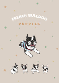 French Bulldog pied / cream