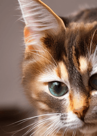 Cats run wild #CHWP25.