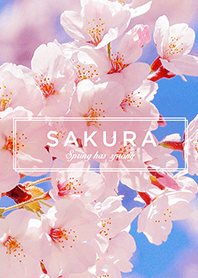 SAKURA＊桜