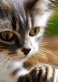 Nyanko Great Runaway#mihad237