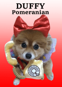 Real DOG Cosplay Pomeranian DUFFY