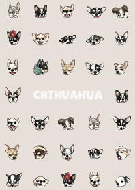 chihuahua2 / beige