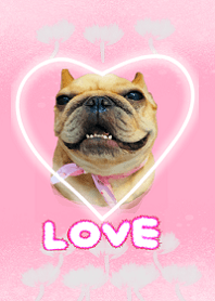 cute dog baby2