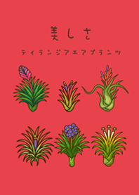 我養的空氣鳳梨開花期(亮紅色)
