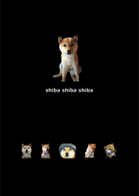 shiba shiba shiba