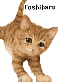 Toshiharu Cute Tiger cat kitten