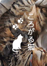 ころがる猫