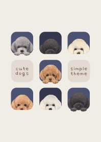 DOGS - Toy poodle - NAVY