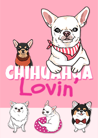 Chihuahua Loving