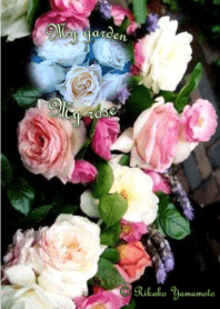 My garden, My rose_Pierre de Ronsard