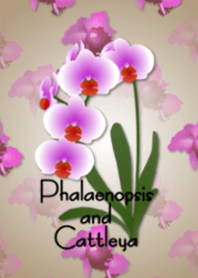 Phalaenopsis and Cattleya(flower)